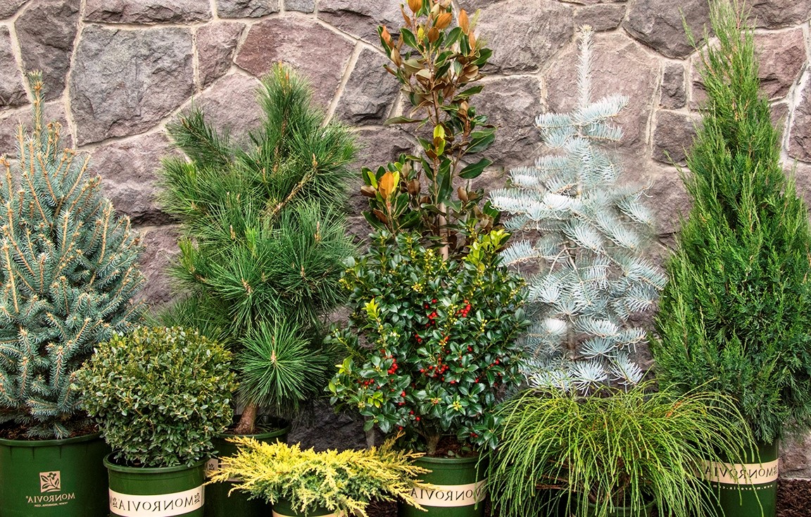 Winter Greenery Best Planted in Cold - Watters Garden Center
