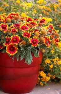 Sunset Blanket Flower