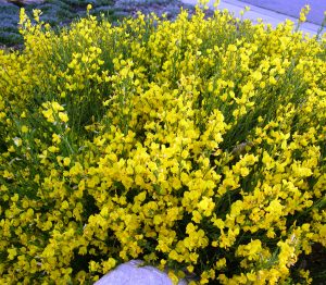 Spanish Gold Broom Cytisus-scaled