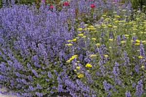 Catmint Blooms