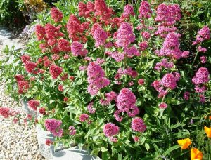 Jupiter's Beard Centranthus