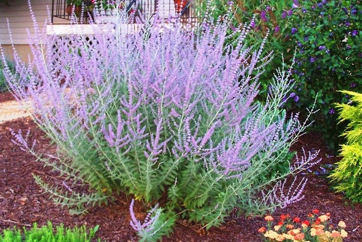 Russian Sage Little Spires