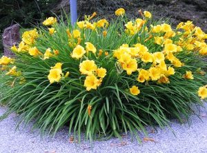 Dwarf Daylily