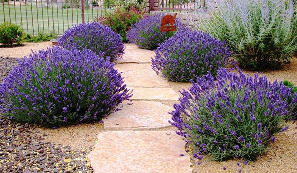 Blooming Lavendar Plants in the landscape