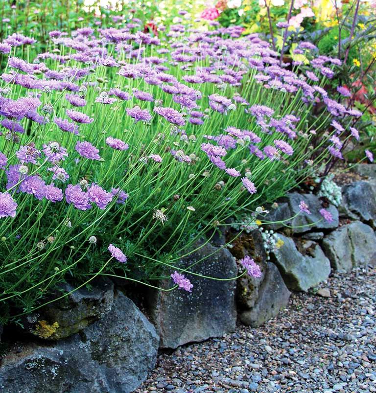 Pin Cushion Flower