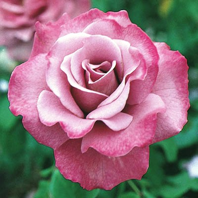 2019 Best Roses of the Year - Watters Garden Center