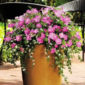 Petunias in Pots - How to Grow Petunias in Containers