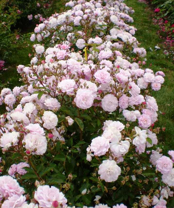 Head Over Heels Rose Fluffy pink Flowers