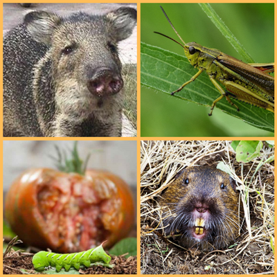 Collage of Wildlife and Bugs