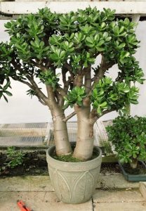 Jade Plant in a Container in the landscape