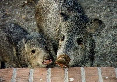 A pair of Javelina