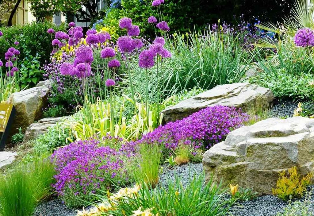 Plants for Rock Gardens? - Watters Garden Center