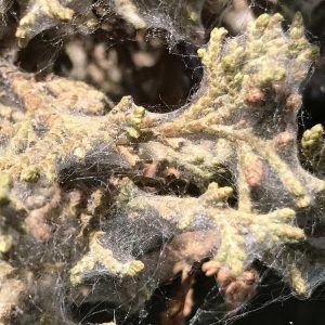 Spider Mites