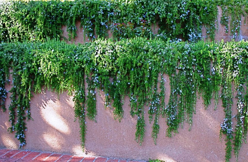 arizona trailing plants for walls
