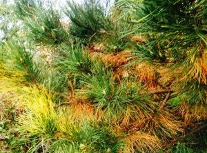 Needles on White Pine Trees Turning Yellow - The Mill - Bel Air