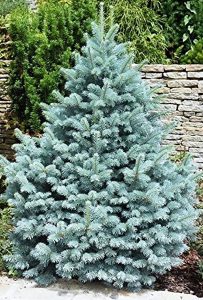 Blue Spruce in front of a wall
