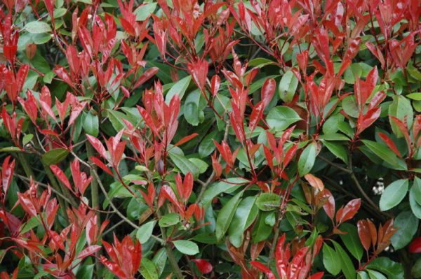 Are My Evergreens Dying When the Needles Turn Yellow and Brown ...