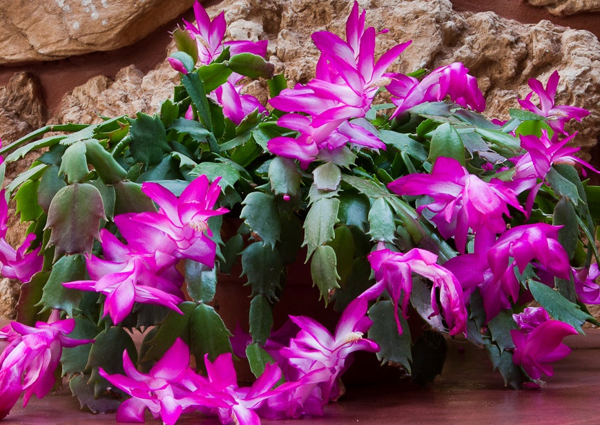 Christmas cactus outlet bloom