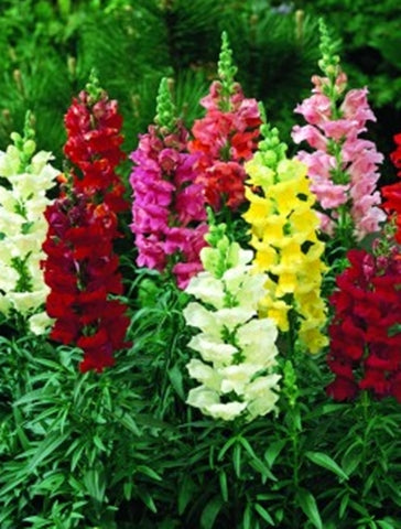 Snapdragon