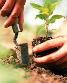 Planting in soil with a trowel