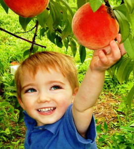 Boy picking Fruit