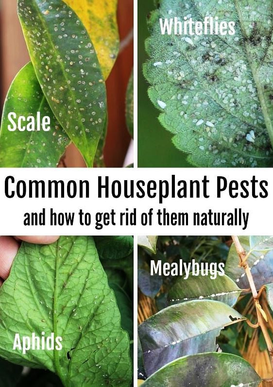 Control indoor plant pests early