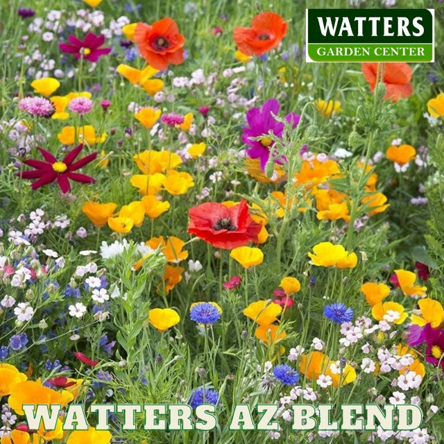 Watters AZ Wildflower Blend