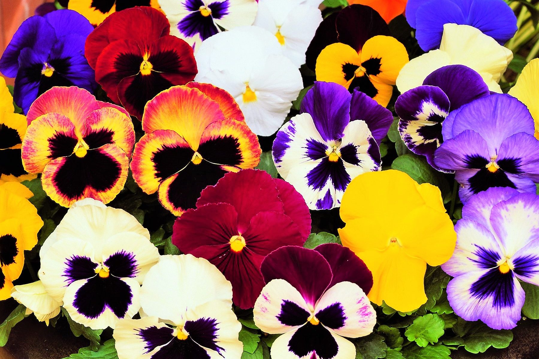 pansy mix in a bowl