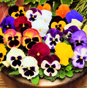 pansy mix in a bowl