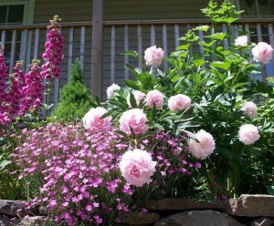 Growing Mountain Peonies that Bloom - Watters Garden Center