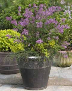 Bloomerang Lilac in a container