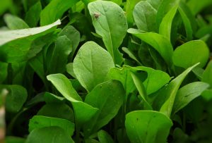 Arugula in the Garden Eruca vesicaria