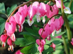 Bleeding Heart