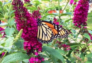 Butterfly Bush with Butterfly