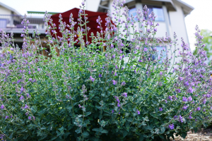 Catmint