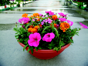 Flower Bowl