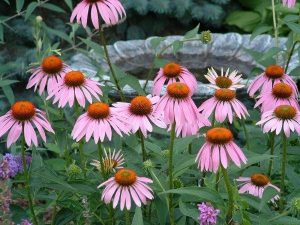 Coneflower