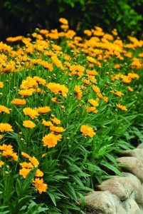 Coreopsis