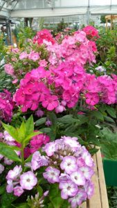 Garden Phlox