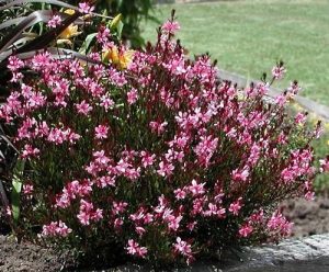 Passionate Rainbow Gaura