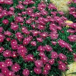 Ice Plant