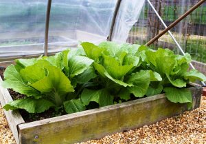 Home Grown Leaf Lettuce