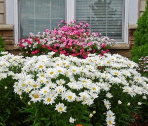 Shasta Daisy