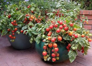 Mulch your Tomato plants by the first of June