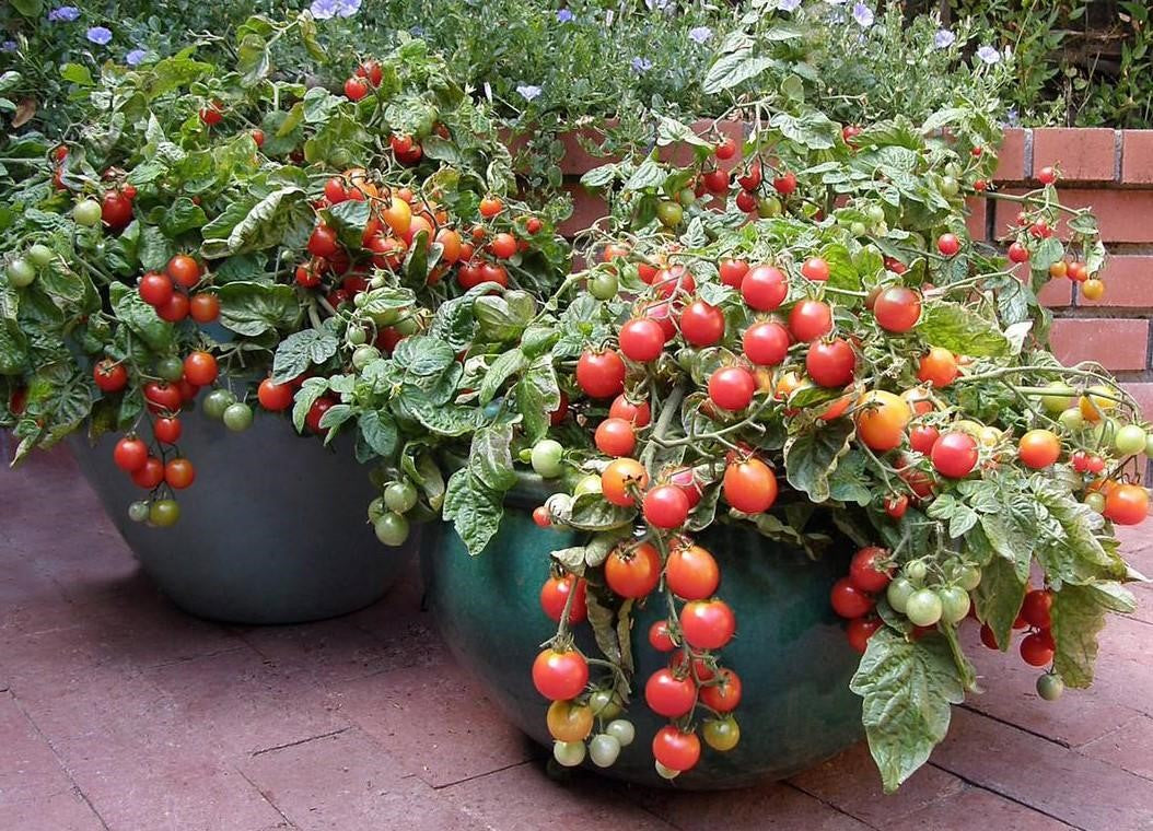 Tomatoes - Victory Garden Supply