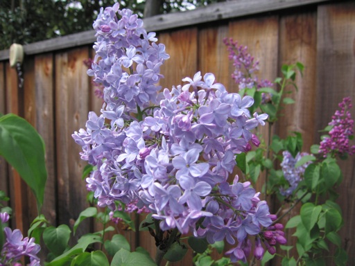 How To Grow And Care For Lilac Watters Garden Center