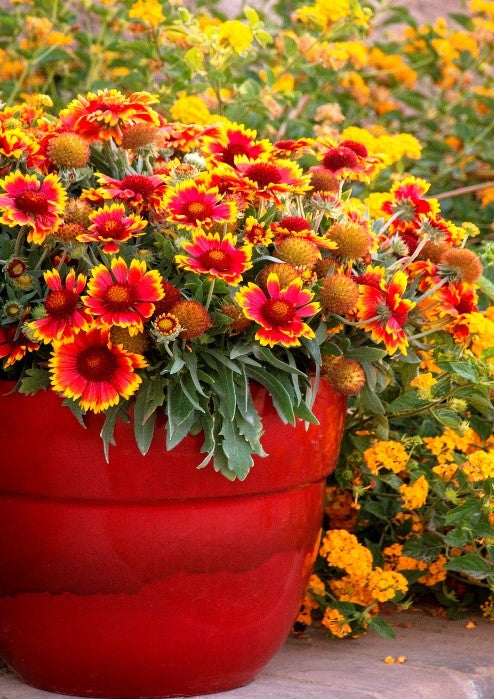 Gaillardia Blanket Flower  Gaillardia x grandiflora