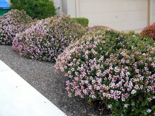 How to Grow Indian Hawthorn - Watters Garden Center