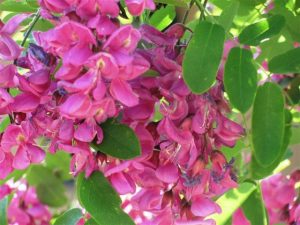 How To Grow Purple Robe Locust Tree Watters Garden Center