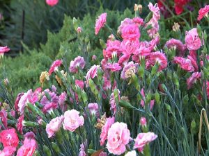 Carnation (Dianthus)  Summer Blooming Perennial